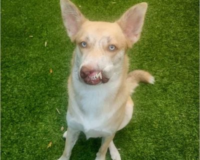 Beethooven - Male Puppy Siberian Husky mix for Adoption