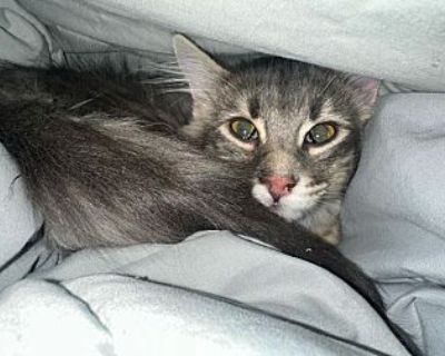 Chalpua - American Shorthair Male Kitten for Adoption