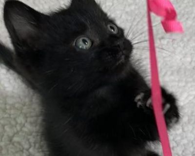 Ember - Domestic Medium Hair Male Cat for Adoption