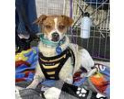 Penny, Rat Terrier For Adoption In Chatsworth, California