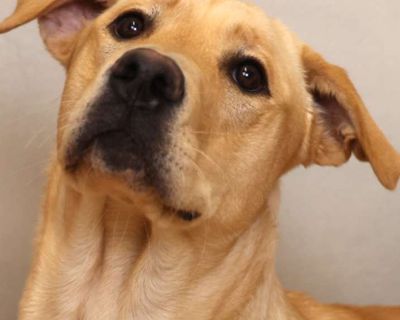 Young. Tan/yellow/fawn. Hair: short. Adoption process $75 Adoption fee. Pre-Adoption Application required before adoption is processed. We reserve the right to refuse an application Shelter location Hours Tuesday- Saturday 10 a.m. - 6 p.m. Sunday Closed Monday Closed