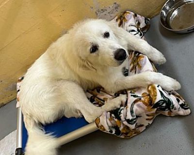 Tallulah - Great Pyrenees Female Dog for Adoption