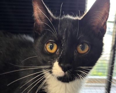 Chad - The Gentle, Thoughtful Little Shadow Chad is a young tuxedo sweetheart who was found abandoned with his sister, Mindy, at the Shawnee Civic Center. He's a cautious little guy at first, but he warms up quickly-usually within minutes-especially once he realizes you give great belly and ear rubs. Chad loves playful exploring, cozy hiding spots, and curling into a tiny ball while he decides ...