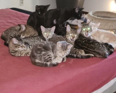 Kittens, males  ans females farm cat smart