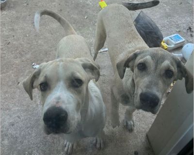 Bo is a very sweet boy, potty trained and loves playing with his sister. Also photoed. I would like for them to stay together if possible. Bo is on the left in the photo.