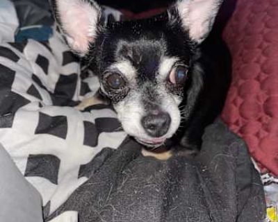 Mandy - Pomsky/Chihuahua Mix Female Dog for Adoption