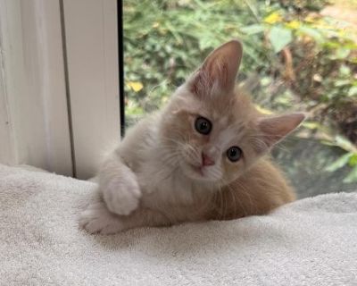 This is Cinnamon Toast Crunch (Princess). SO SWEET!! Cinnamon is very playful and outgoing. Cinnamon and all her siblings came came to us as just tiny bottle babies when they were only a few days old, so reallly really they LOVE people. They are about 12 weeks old now and ready for their new home. They always wants to be with you. These babies are super friendly. They will follow you all around...