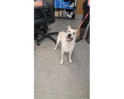 SADIE - Australian Cattle Dog Female Dog for Adoption