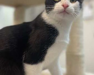 Green is a handsome young kitten with a very cool mask. This distinguished gentleman is full of love and enjoys attention - as long as he gets to keep his feet on the floor!. Good with cats Shots current Spayed / Neutered Housetrained. Breed Domestic Shorthair Color Age 4 months old, Kitten Sex Male Pet ID C25120 Hair Length short