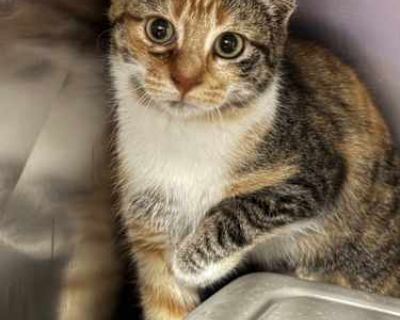 Eurydice - Domestic Shorthair Female Cat for Adoption
