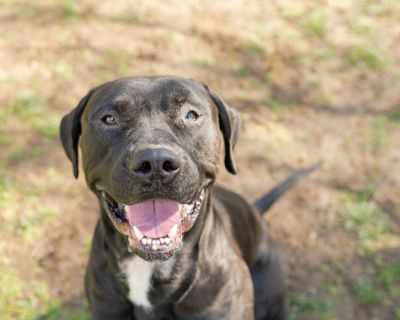 Diesel - American Staffordshire Terrier Male Dog for Adoption