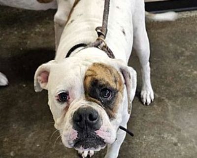 Found stray: Wednesday - Boxer/American Bulldog Mix Female Dog for Adoption