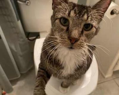 Honoring a Promise: Tigger, The Tiger-Striped Cuddler, Seeks Quiet Sanctuary Meet Tigger (10), a handsome, stripey gentleman with the biggest heart. He came to me as a promise to a dear friend in her 80s who suddenly passed away from COVID. Now, a difficult relocation forces me to find him the peaceful forever home he deserves. Tigger is a complete sweetheart: he is litter-box perfect, loves to...