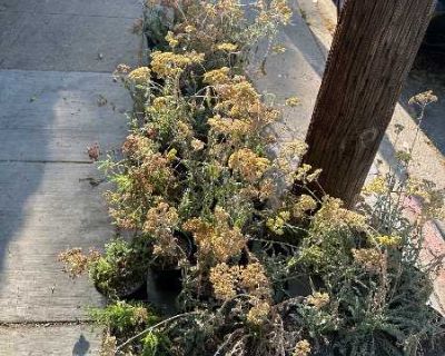 Free Native Plants