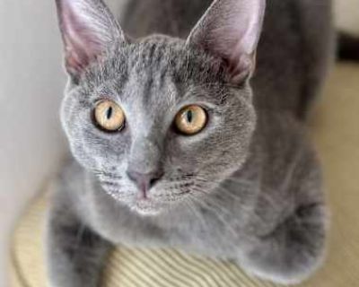 Meet Bella & Misty The Sweetest Mother-Daughter Duo You ll Ever Meet!. Good with kids Good with dogs Good with cats Shots current Spayed / Neutered Housetrained. Breed Russian Blue Color Gray or Blue Age Young Sex Female Pet ID 21996753-Joanne Hair Length medium
