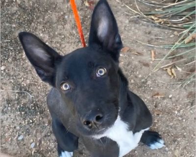 **Please scroll down and read the entire bio before emailing with questions. We will not respond to emails that ask questions already in the bio of the pet or generic questions of 'how old is it?', 'can I get more information?', 'oh it's so cute', etc. You must fill out an application in order to schedule an appointment. Please be prepared to move forward if you are applying. Here is a link to ...