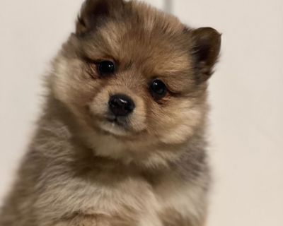 Meet Peanut, an irresistibly cute little pup with the softest fur and a face that will melt your heart in an instant. His bright, curious eyes and tiny paws make him look like he stepped right out of a storybook. Raised with kids and loved every day, Preston is pure sweetness and charm ready to bring love and happiness to his forever home!. Intelligent, vocal, family-oriented