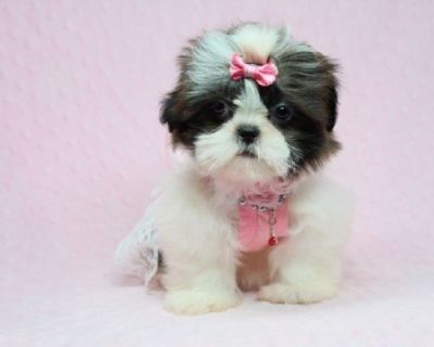 Fiona - Teacup Shih-Tzu Puppy