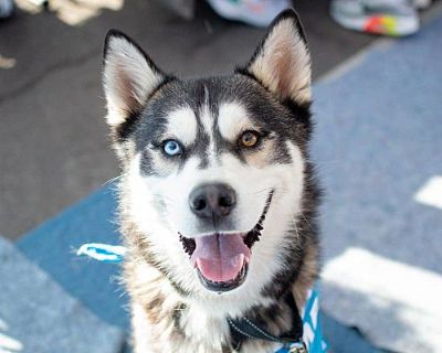 Lunar - Siberian Husky Male Dog for Adoption