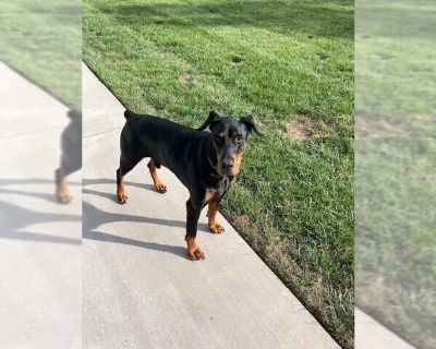 Captain - Doberman Pinscher Male Adult Dog for Adoption