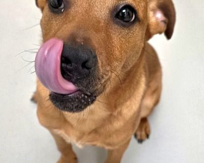 Dallas / AC 27244 - Hound Mix Male Dog for Adoption