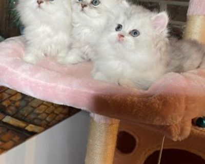 Adorable Male and Female Persian Kittens