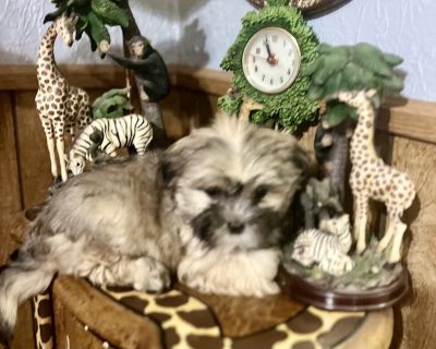 Shorkie Puppies