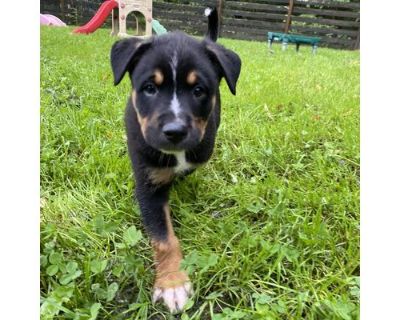 Archer - Rottweiler/Mixed Breed (Medium) Mix Male Puppy for Adoption