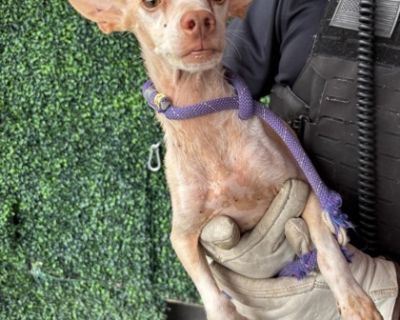 Health Vaccinations up to date.. Puppy Male Small Yellow / Tan / Blond / Fawn