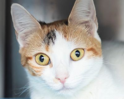 Angelica - Domestic Short Hair Female Cat for Adoption