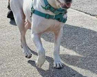 Harper - Jack Russell Terrier/Terrier (Unknown Type, Medium) Mix Female Dog for Adoption