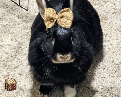 Liefy - Dwarf Female for Adoption