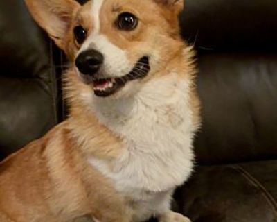 Guinevere - Corgi Female Dog for Adoption