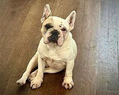 Bernard - French Bulldog Male Dog for Adoption