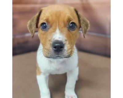 Otis- Available 9\/14 - Beagle/Mixed Breed (Medium) Mix Male Puppy for Adoption