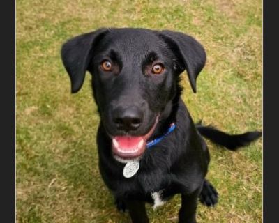 This handsome boy might start off a little shy, but give him a moment and you'll have his whole heart. Once he decides you're his person, get ready, Zeus is a certified stage 5 clinger in the best possible way. He loves to play, loves to cuddle, and loves to be wherever you are. If you're looking for a sweet, loyal companion who wants to be your shadow and your snuggle buddy, Zeus is your guy. ...