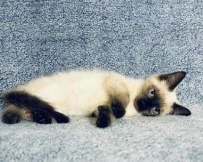 Guy - Siamese Male Kitten For Sale