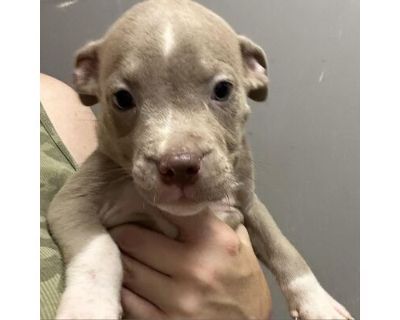 essey_3 - American Staffordshire Terrier Female Puppy for Adoption