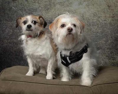 Buddy - Terrier (Unknown Type, Small) Male Dog for Adoption