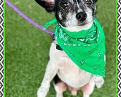 BOBBY RAY (also see LULA MAE) - Chihuahua Male Dog for Adoption