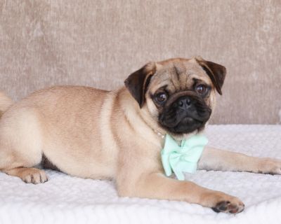 1 Female Pug Puppy for Sale