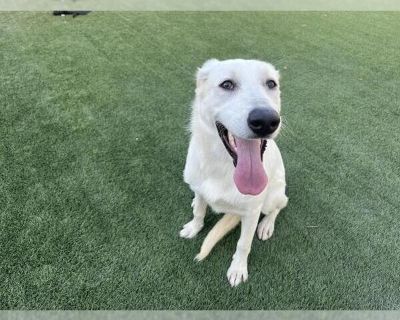 MOANA - Labrador Retriever Mix Female Puppy for Adoption