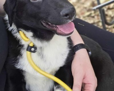 Rae - Cattle Dog & Labrador Retriever Mix Female Puppy for Adoption