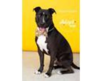 Adopt Rock Hutson a Black American Pit Bull Terrier / Border Collie / Mixed dog