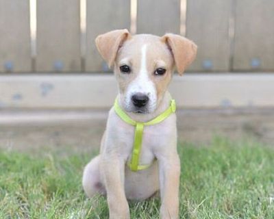 Sally - Terrier (Unknown Type, Medium)/Carolina Dog Mix Female Dog for Adoption