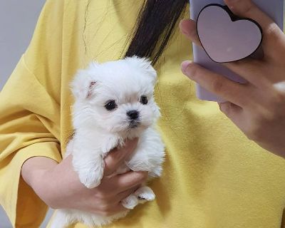 TeaCup Maltese Puppies for sale