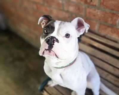 WANDA - Boxer Female Dog for Adoption