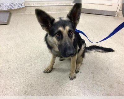 Dog - German Shepherd Dog Female Puppy for Adoption