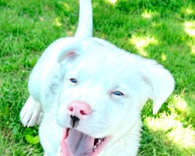 Shell - Catahoula Leopard Dog Mix Male Puppy for Adoption