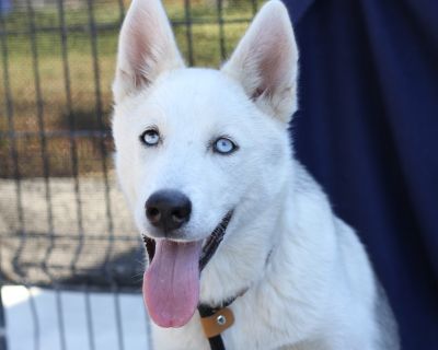 Soul - Husky Male Dog for Adoption